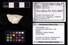 Foto (Objekt + Etikett) von Goniodromites bidentatus (Reuss, 1859)  (NHMW-GEO-2014-0194-0995)